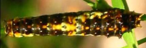 Later Larvae Top of Chequered Swallowtail - Papilio demoleus sthenelus